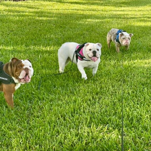 Meet your Posher, Bouncer - Picture 3 of 3